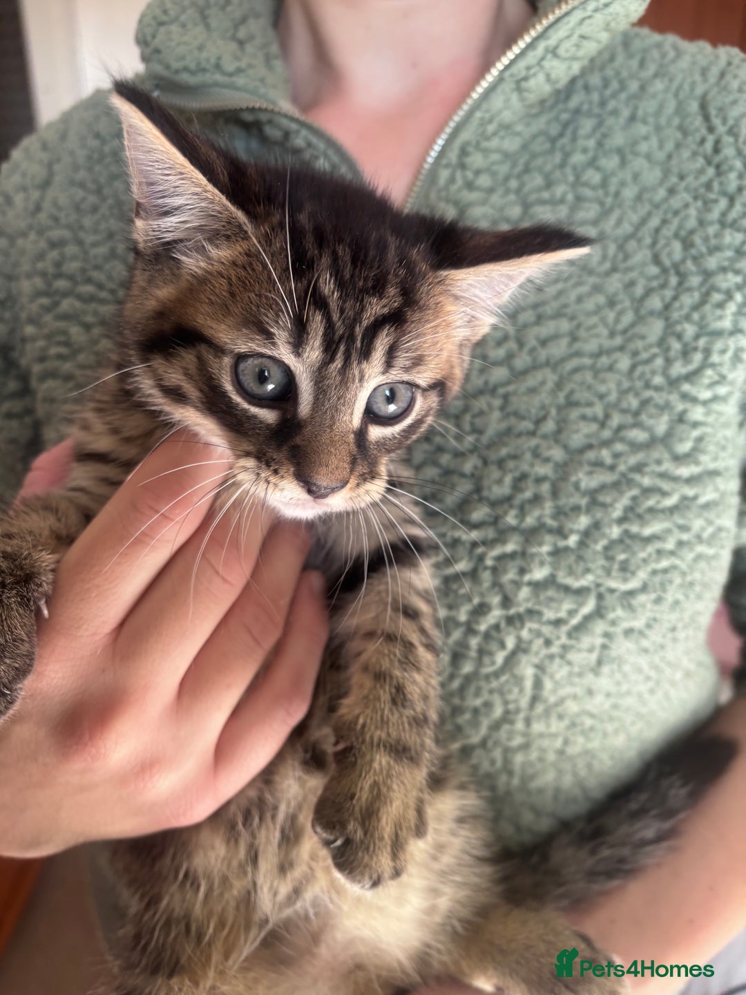 Mixed Breed cats for sale: Maine Coon Cross Kittens  - Image 11