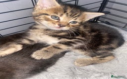 Bengal cats for sale: Litter of five stunning bengal/tabby mix kittens  - Image 7