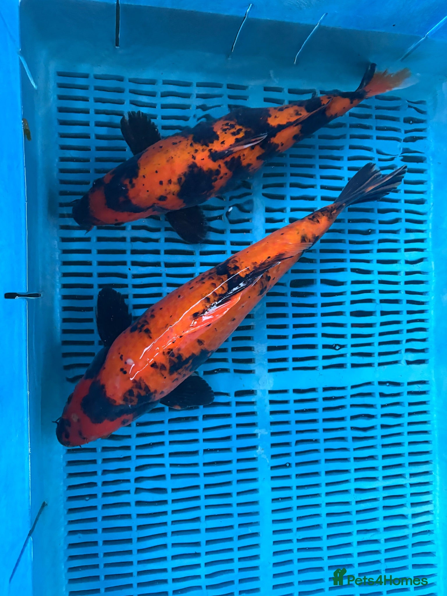 Koi Carp fish High Quality Japanese Koi - Advert 2