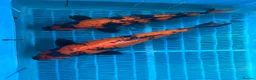 Koi Carp fish for sale: High Quality Japanese Koi - Advert 1