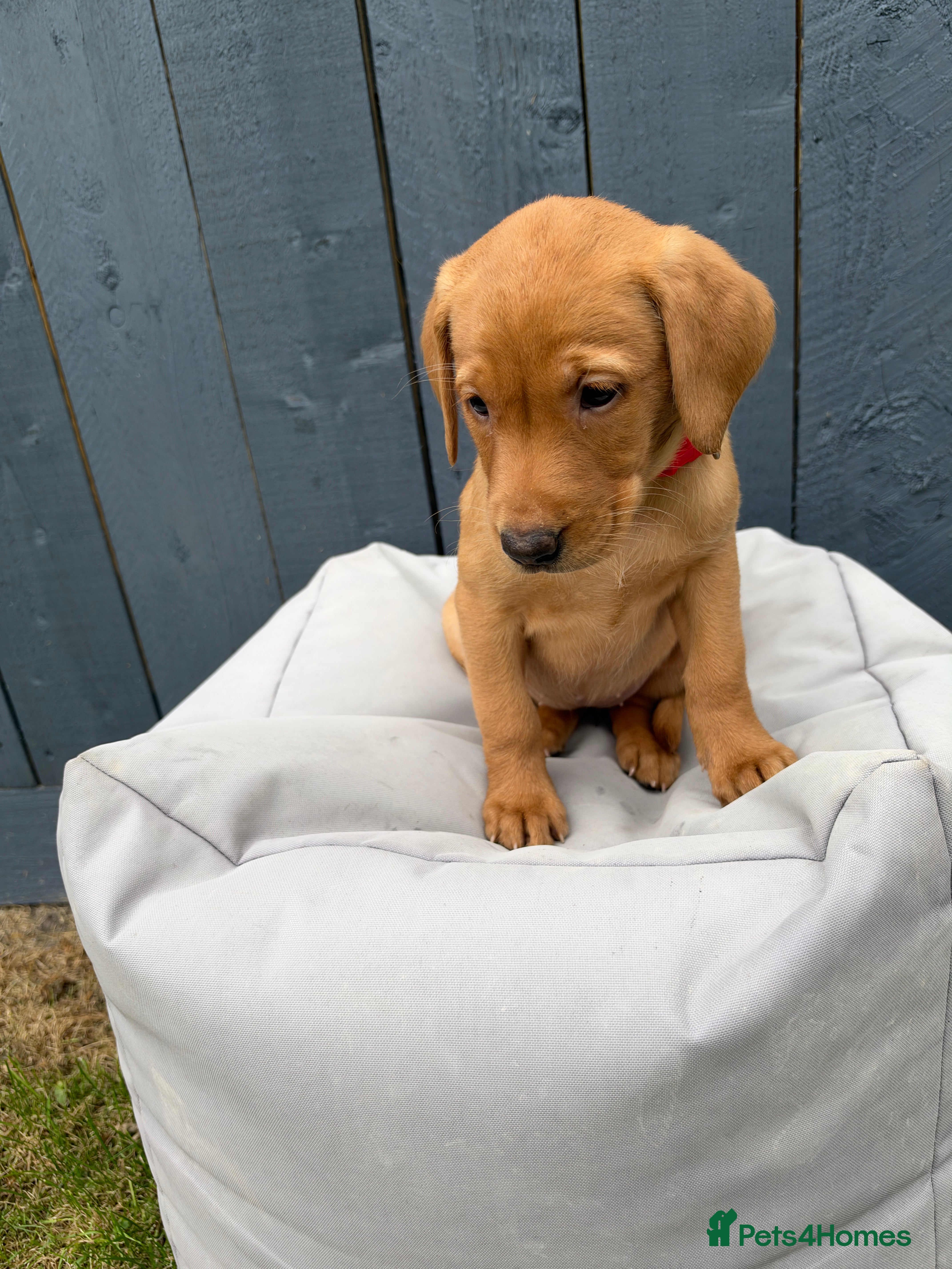 Labrador Retriever dogs KC Registered Labrador Pups, Mum/Dad Health Tested - Advert 2