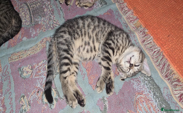 Bengal cats - Advert 13