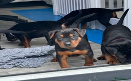 Mixed Breed dogs for sale: Pure breed Chinese red dog puppies/Laizhou Hong - Image 23