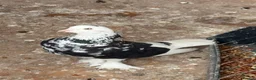 Pigeons birds for sale: West of England tumblers in Banbury - Advert 3