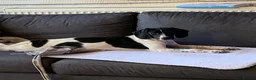 Mixed Breed dogs for adoption: Tiana (Pointer mix) in Coulsdon - Advert 16