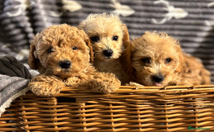 Mixed Breed dogs - Advert 1