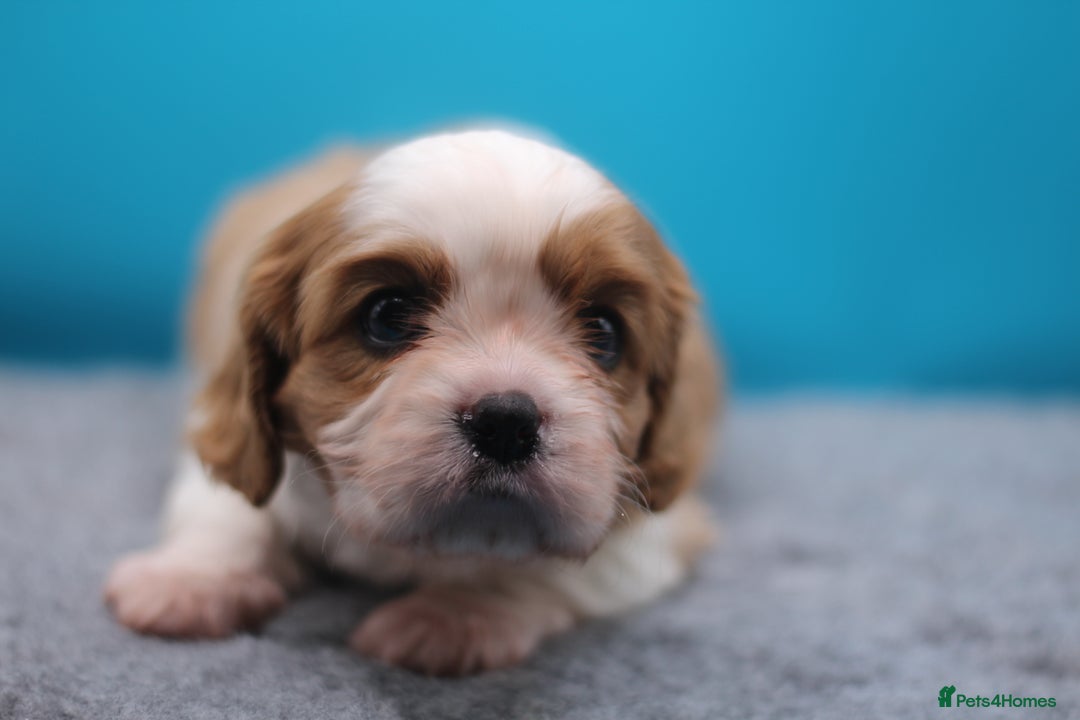 Cavalier King Charles Spaniel dogs for sale: Champion lines, heart/health tested, KC registered - Advert 11