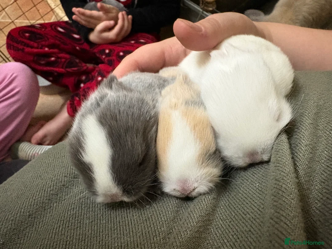 Mini Lop rabbits for sale: Minilops in Redruth - Advert 2