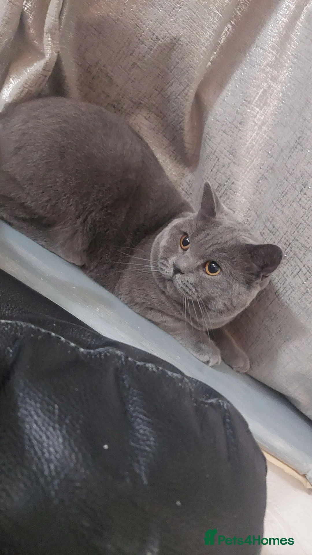 British Shorthair cats for sale: BSH for sale - Advert 3