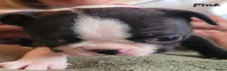 Boston Terrier dogs for sale: Beautiful Boston Babies looking for forever family - Advert 29