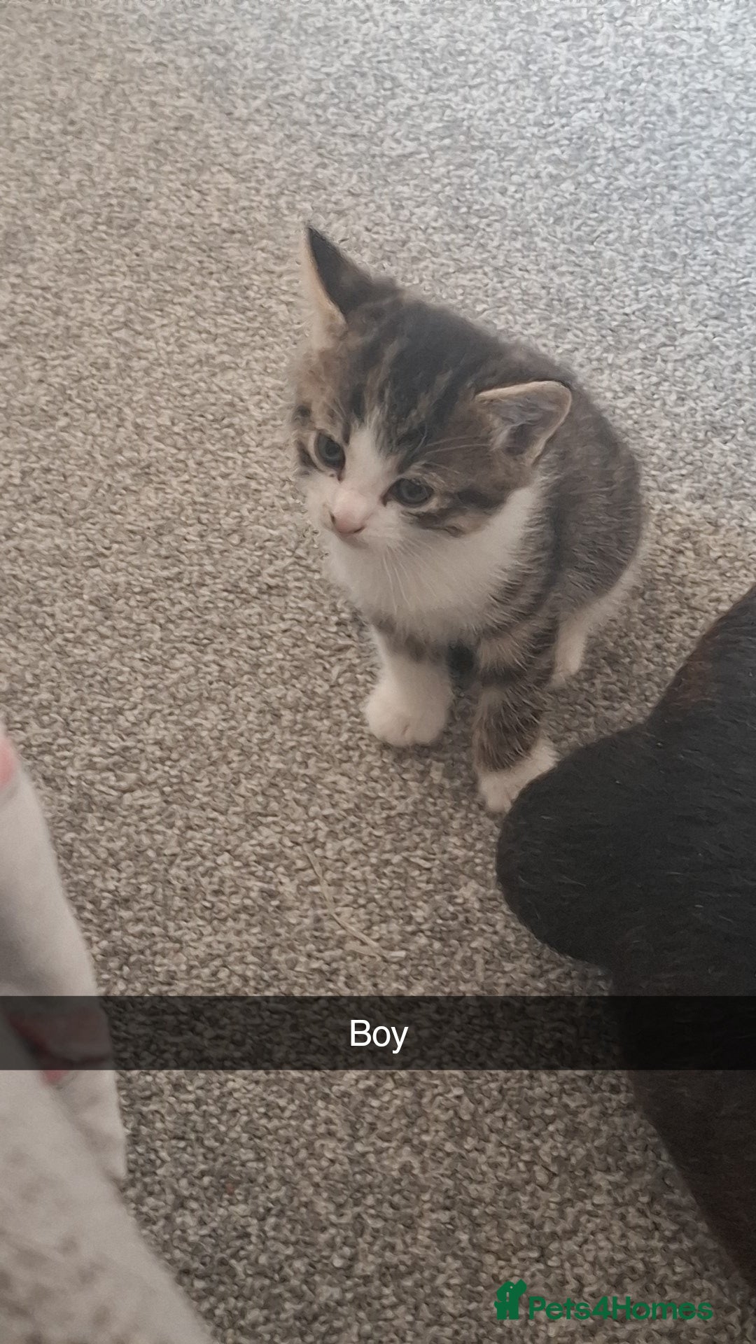 Mixed Breed cats for sale: Beautiful kittens - Image 3