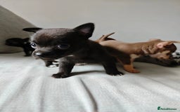 Chihuahua dogs for sale: Micro Chihuahua Puppies - Exceptional Lines - Image 9