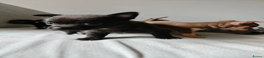 Black Pied Boy