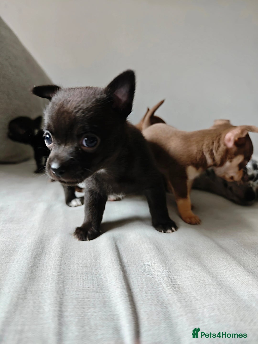 Chihuahua dogs for sale: Micro Chihuahua Puppies - Exceptional Lines - Image 9
