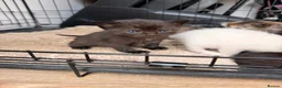 Mixed Breed cats for sale: Ragdoll X British short hair kittens in Ashford - Advert 7