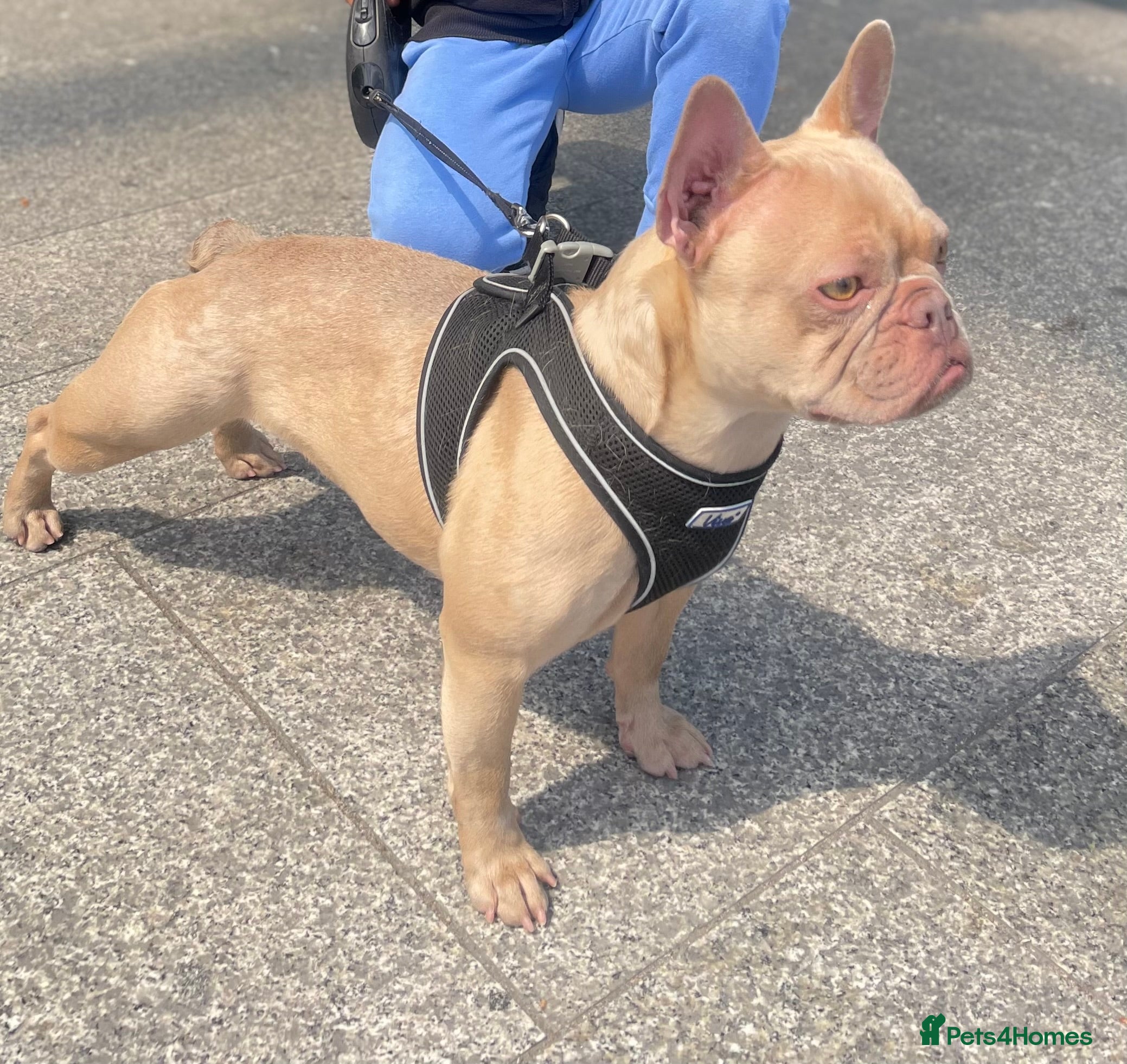 French Bulldog dogs Female Isabella French bulldog Kc registered  - Advert 22