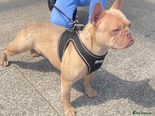 French Bulldog dogs Female Isabella French bulldog Kc registered - Advert 12