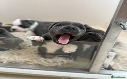 Staffordshire Bull Terrier dogs for sale: Pick of the litter pup available! Ch Bloodline - Image 9