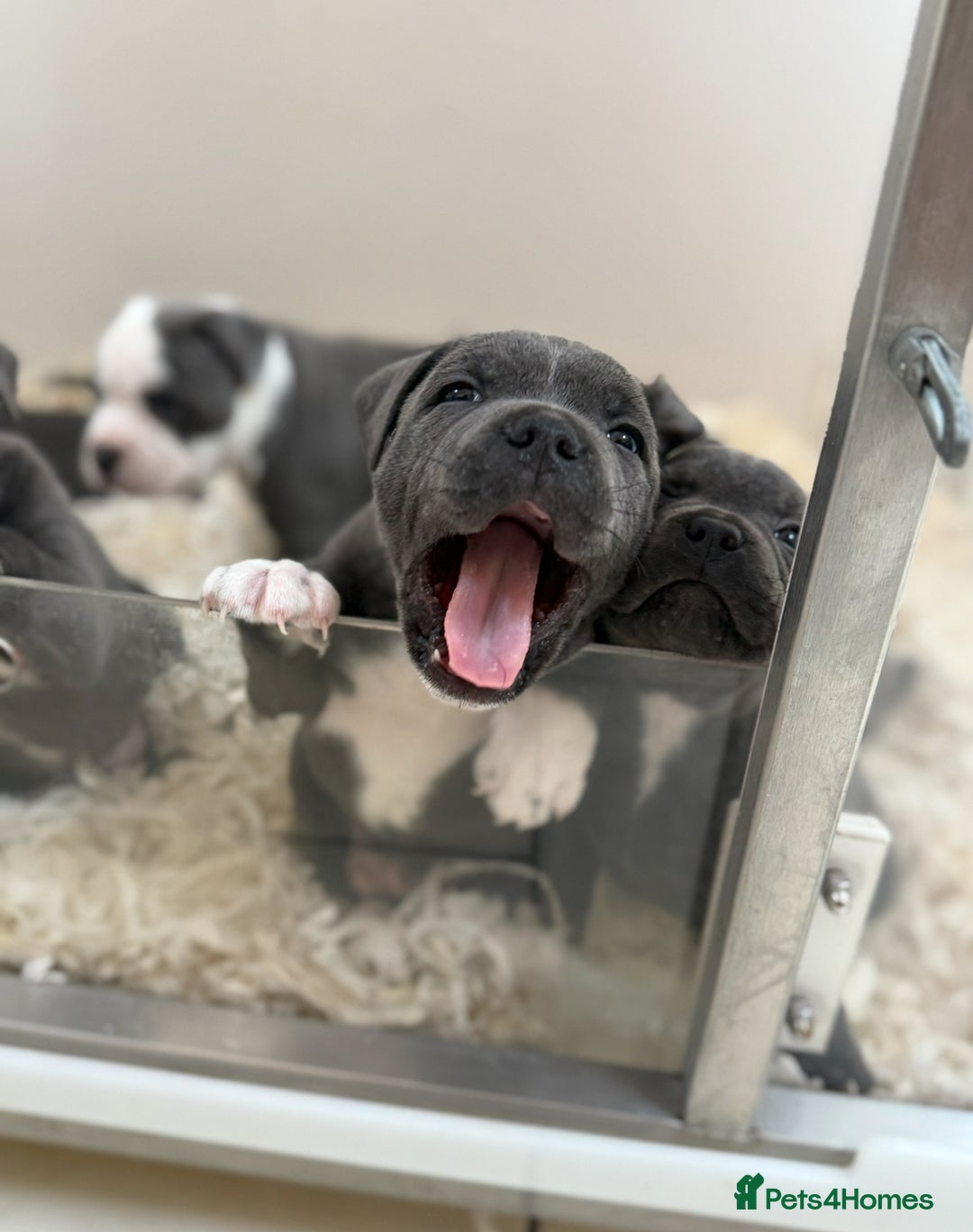 Staffordshire Bull Terrier dogs for sale: Pick of the litter pup available! Ch Bloodline - Image 9