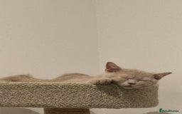 British Shorthair cats for sale: Beautiful British ShortHair Rare Fawn - Advert 22