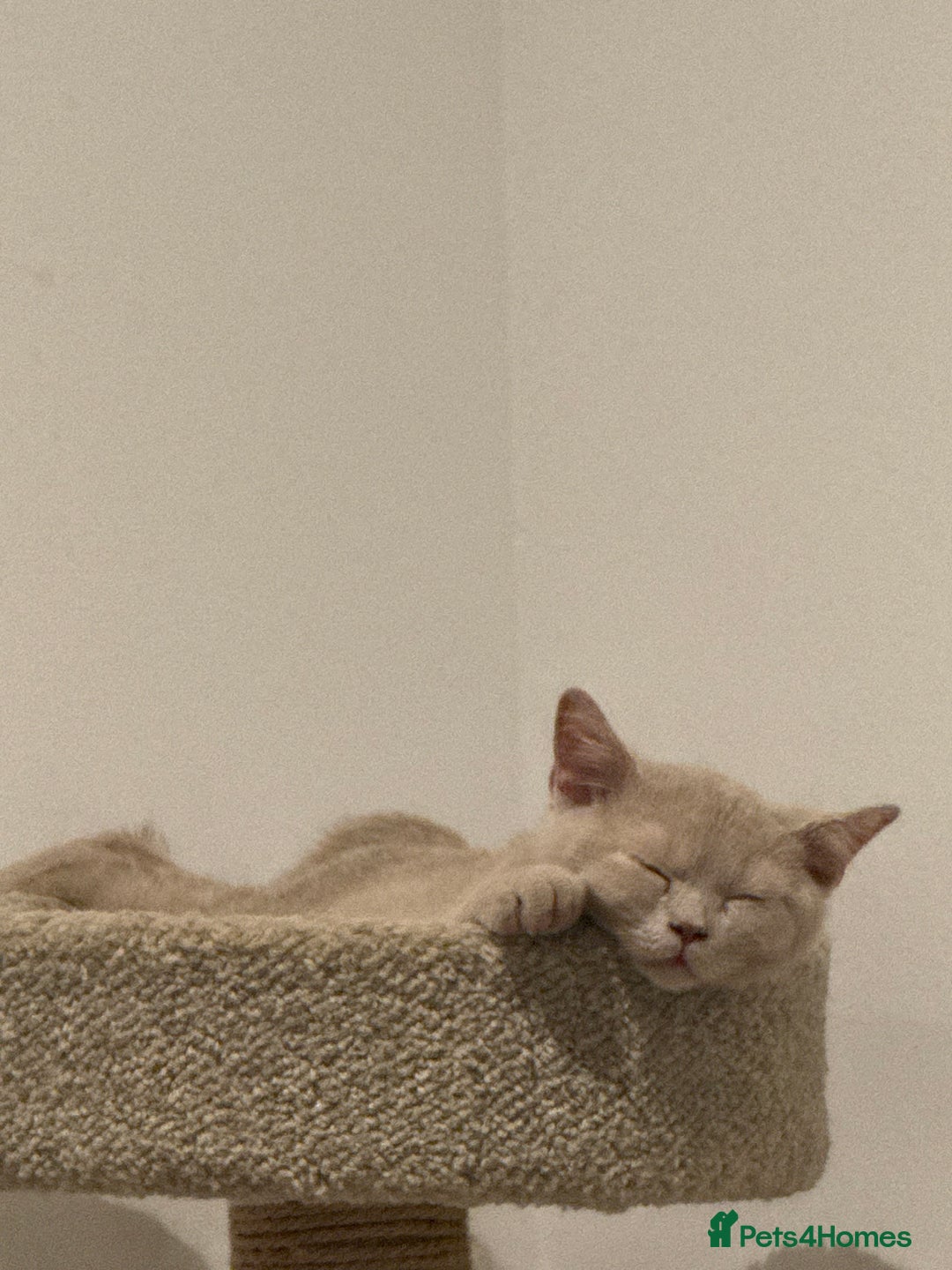 British Shorthair cats for sale: Beautiful British ShortHair Rare Fawn - Advert 22