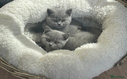 British Shorthair cats for sale: 3 Beautiful British Shorthair Kittens  in Caterham - Image 1