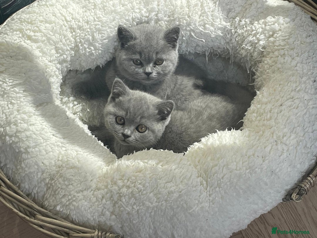 British Shorthair cats for sale: 3 Beautiful British Shorthair Kittens  in Caterham - Image 1