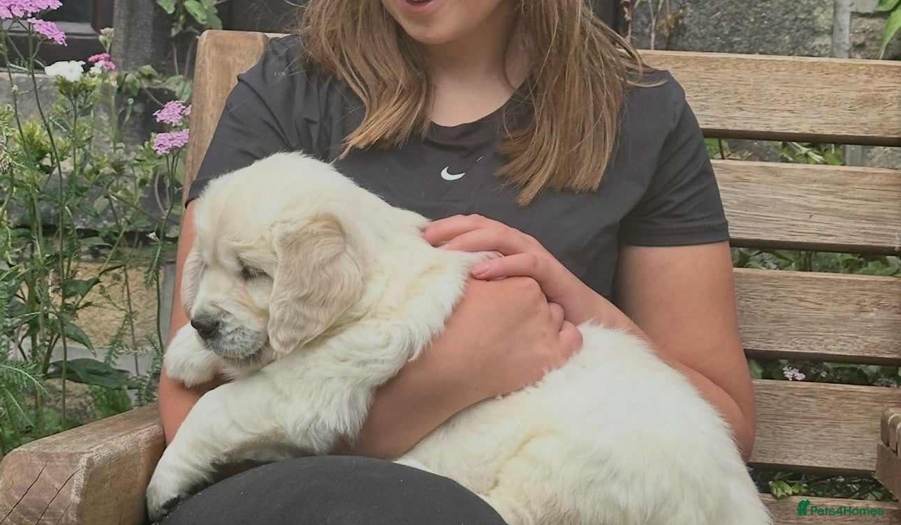 Golden Retriever dogs Big Chunky Golden Retriever K Club Registered Pups - Advert 1