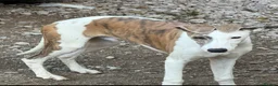 Whippet dogs for sale: Blue whippet pups £650 - Advert 2