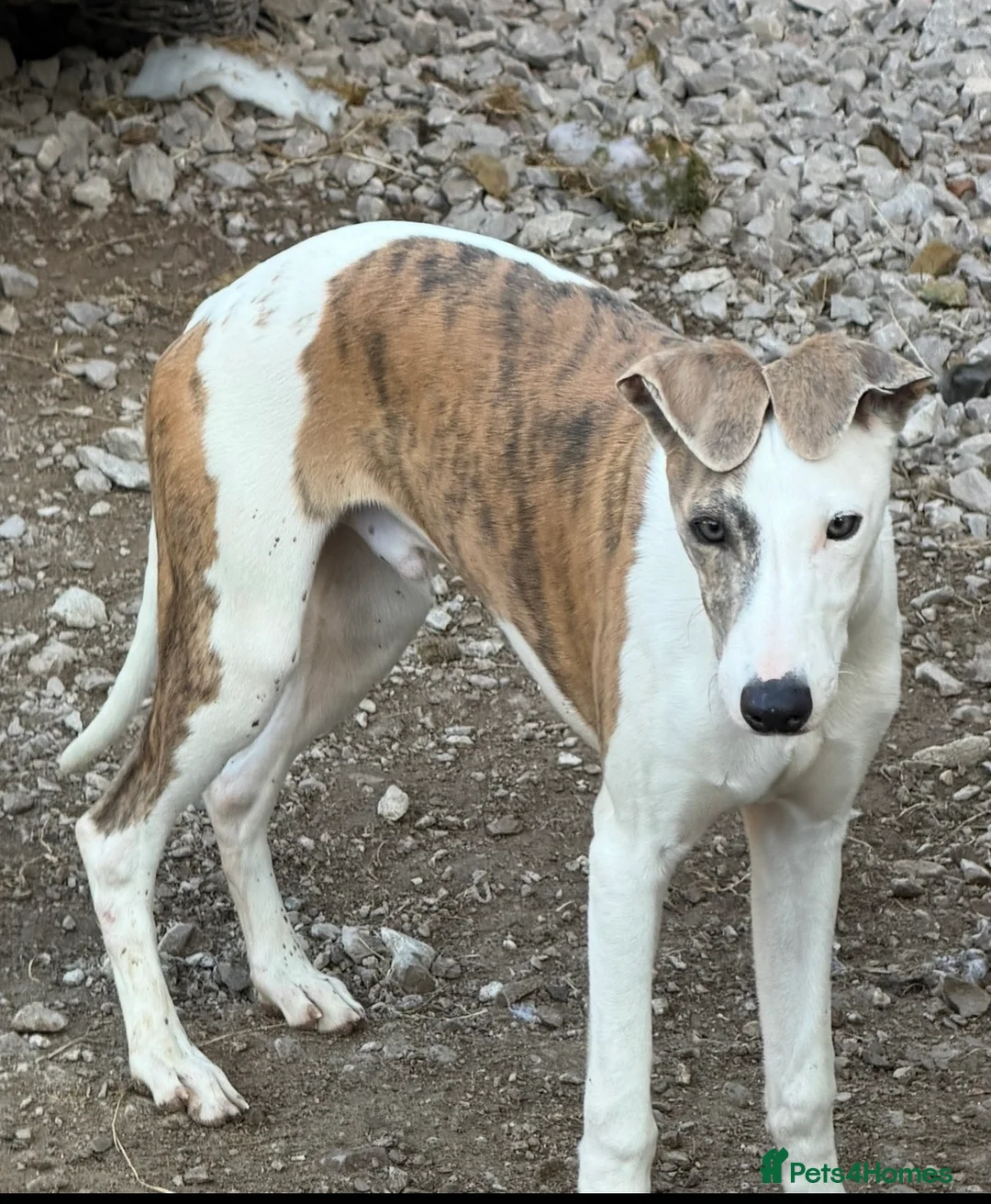 Whippet dogs for sale: Blue whippet pups £650 - Advert 2
