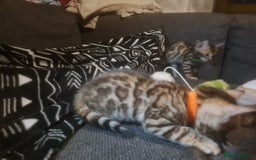 Bengal cats for sale: Ready now!🥰 ✨️3🐆Beautiful Full Bengal Kittens✨️ in Sutton - Image 26
