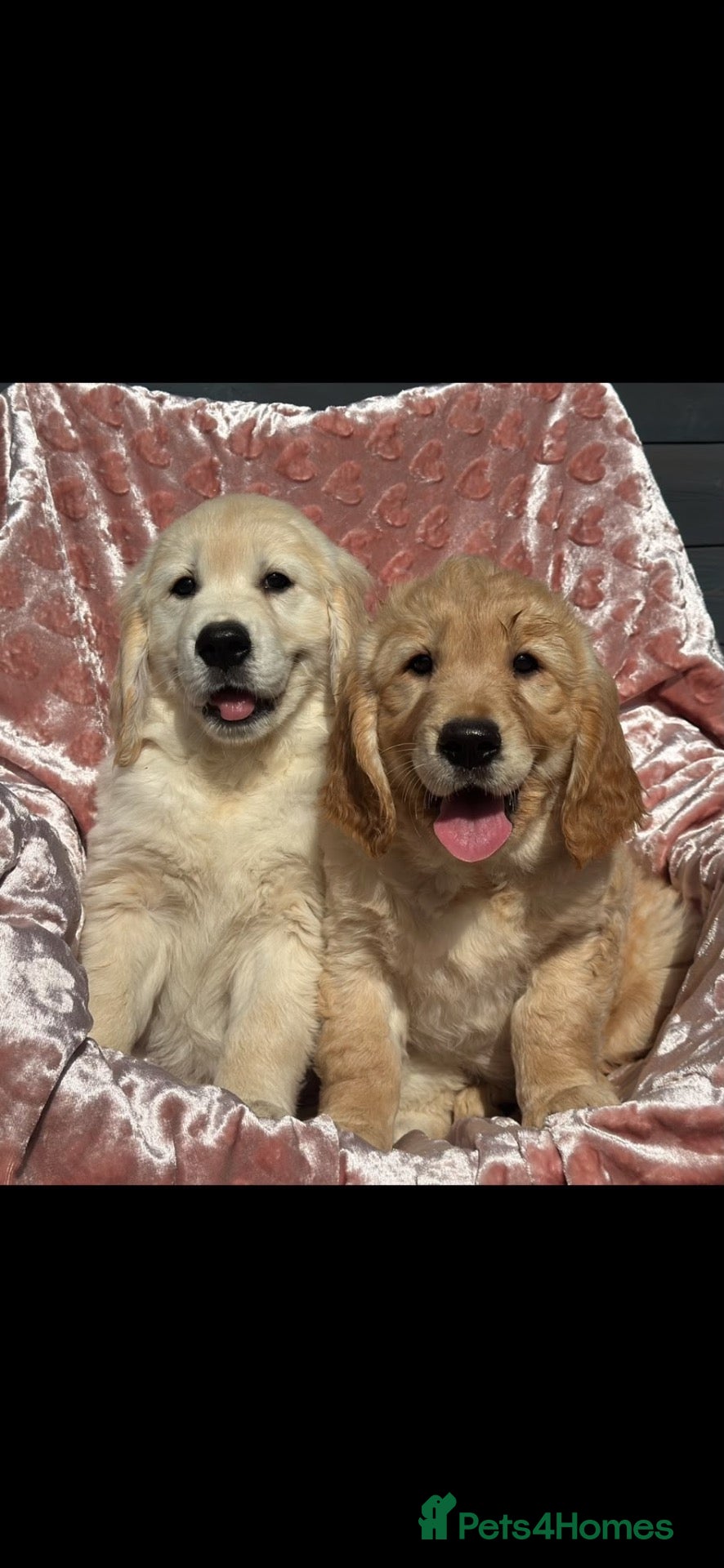 Golden Retriever dogs Golden Retriever puppy’s - READY NOW - Advert 1