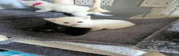 Persian cats for sale: Pure white long hair kittens. - Advert 18