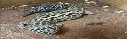 Leopard Gecko reptiles for sale: Leopard Gecko with Full Vivarium Setup in Egham - Advert 3