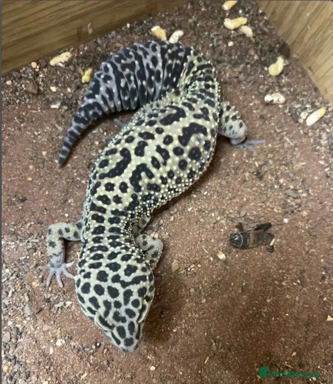 Leopard Gecko reptiles for sale: Leopard Gecko with Full Vivarium Setup in Egham - Advert 3