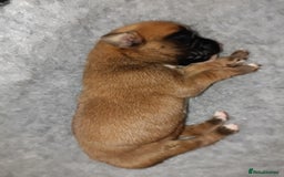 Boxer dogs for sale: Beautiful litter of six - Advert 7