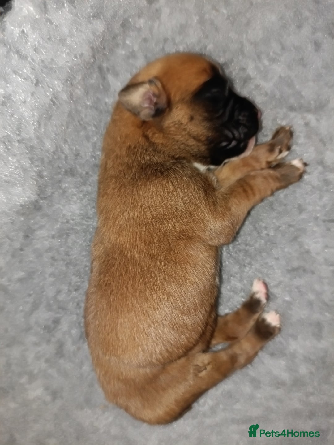 Boxer dogs for sale: Beautiful litter of six - Advert 7