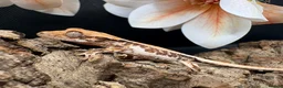 Gecko reptiles for sale: Crested gecko for sale  - Advert 9