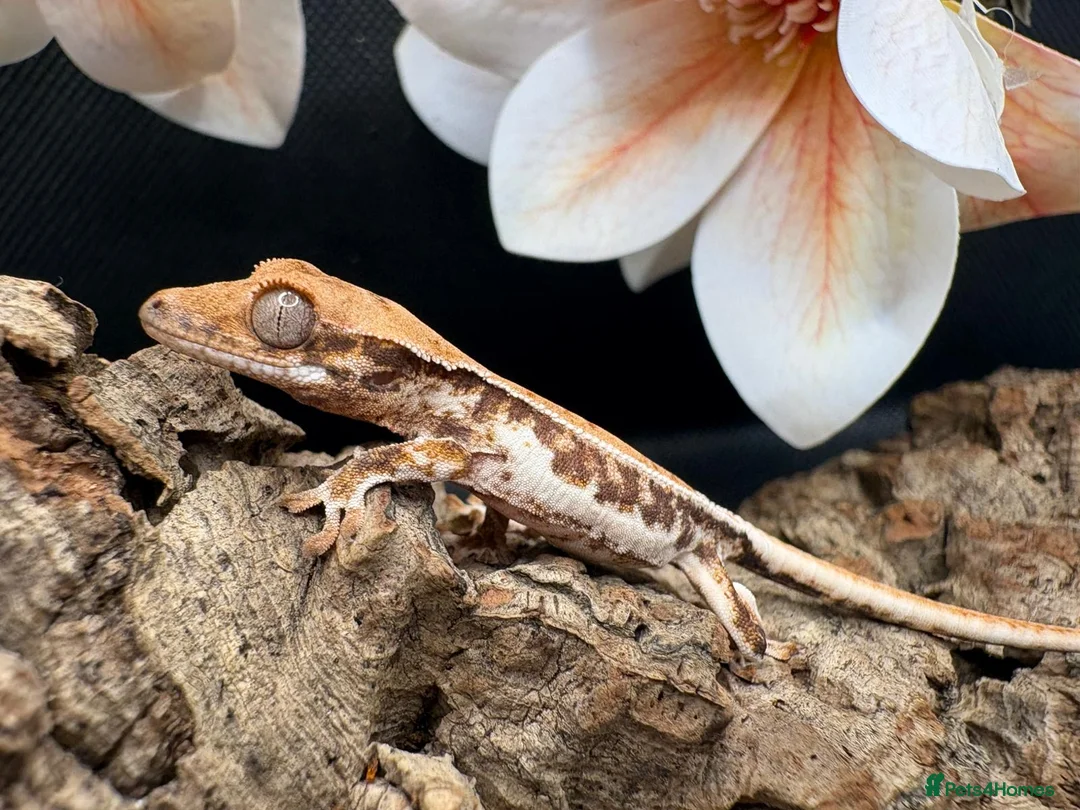 Gecko reptiles for sale: Crested gecko for sale  - Advert 9