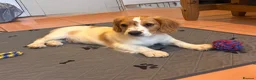 Cockalier dogs for sale: Gorgeous Covkalier puppies! - Advert 13
