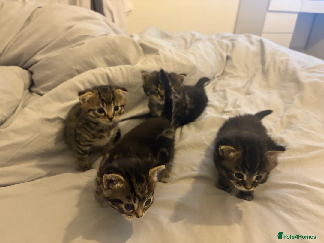 Scottish Fold cats for sale: 🐱💗💝 Ready to go on the 14th of February 💝 💗🐱 - Advert 19