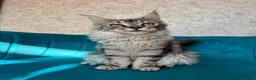 Maine Coon cats for sale: TICA Pedigree Registered Maine Coon Kittens - Advert 10
