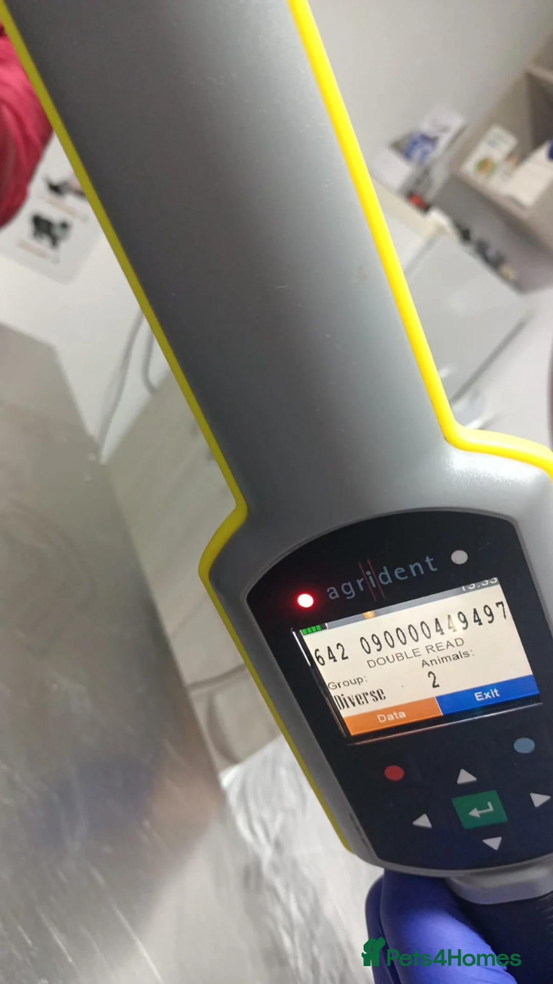 Mixed Breed dogs for adoption: 🐾 RUDY – Waiting for the Life He Deserves 🐾 in Nottingham - Advert 5