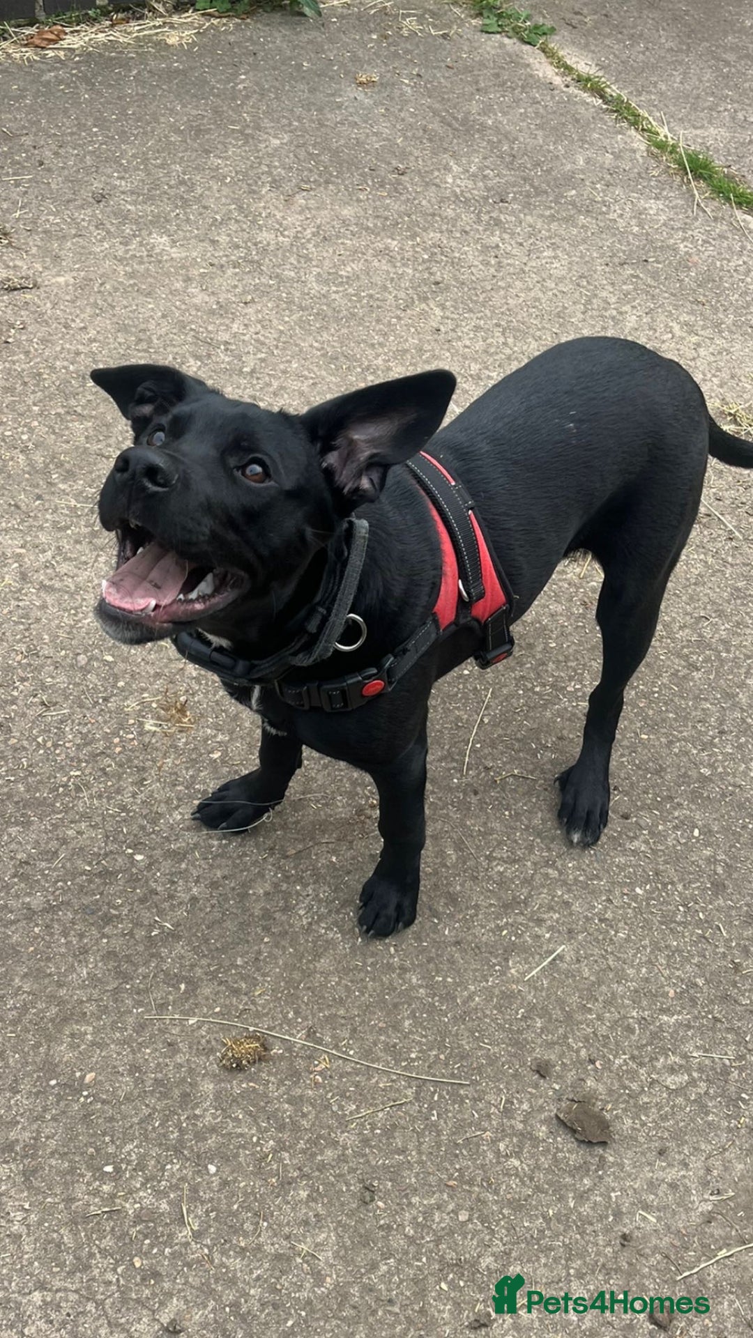 Mixed Breed dogs for stud: Dog for stud - Advert 11