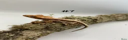 Gecko reptiles for sale: Adult, Juvenile and Lilly White Crested Geckos - Advert 13