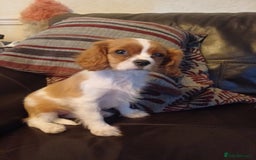 Cavalier King Charles Spaniel dogs for sale: READY kc, health tested girl - Image 12
