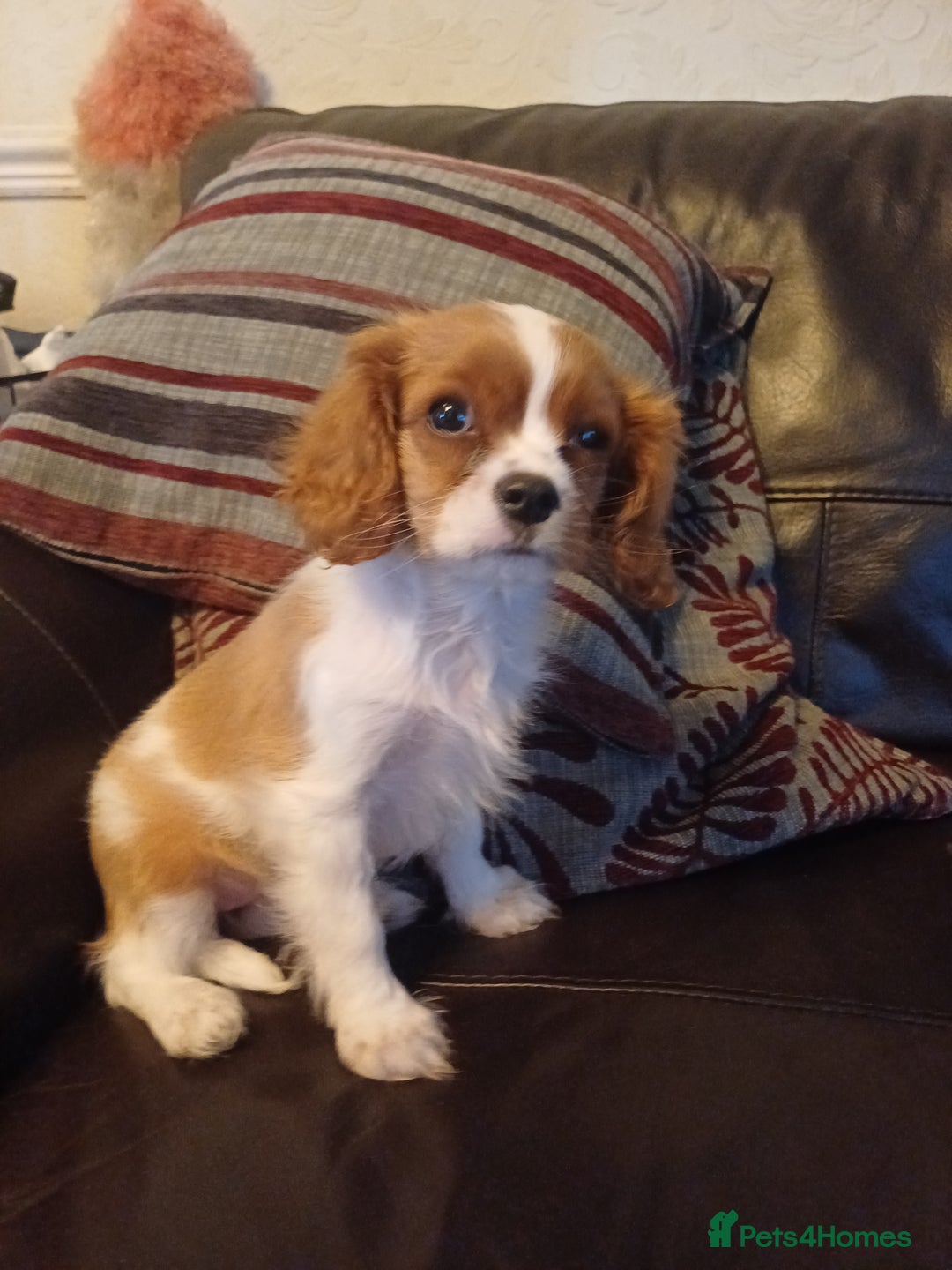 Cavalier King Charles Spaniel dogs for sale: READY kc, health tested girl - Image 12
