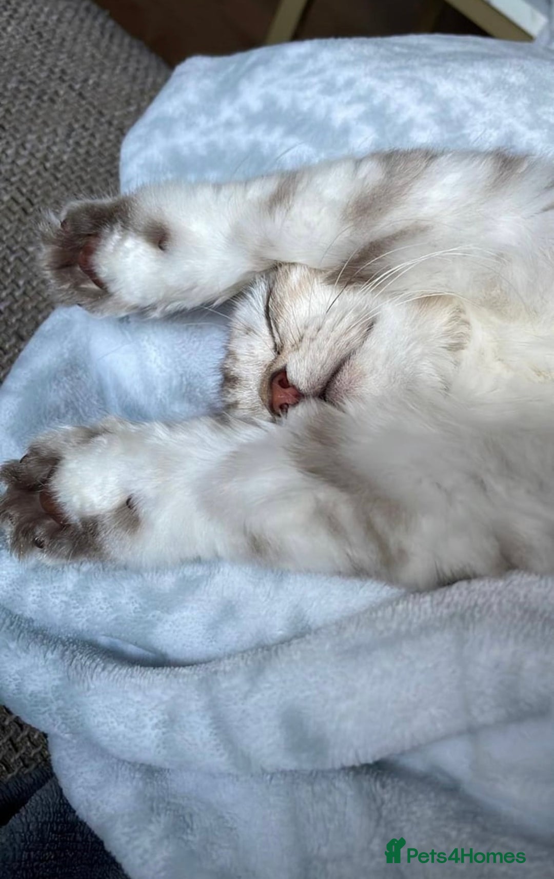 Siberian cats for sale: REDUCED!!! Pure breed hypoallergenic siberian - Image 7