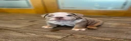 English Bulldog dogs for sale: KC Registered English Bulldogs  in Bristol - Advert 8
