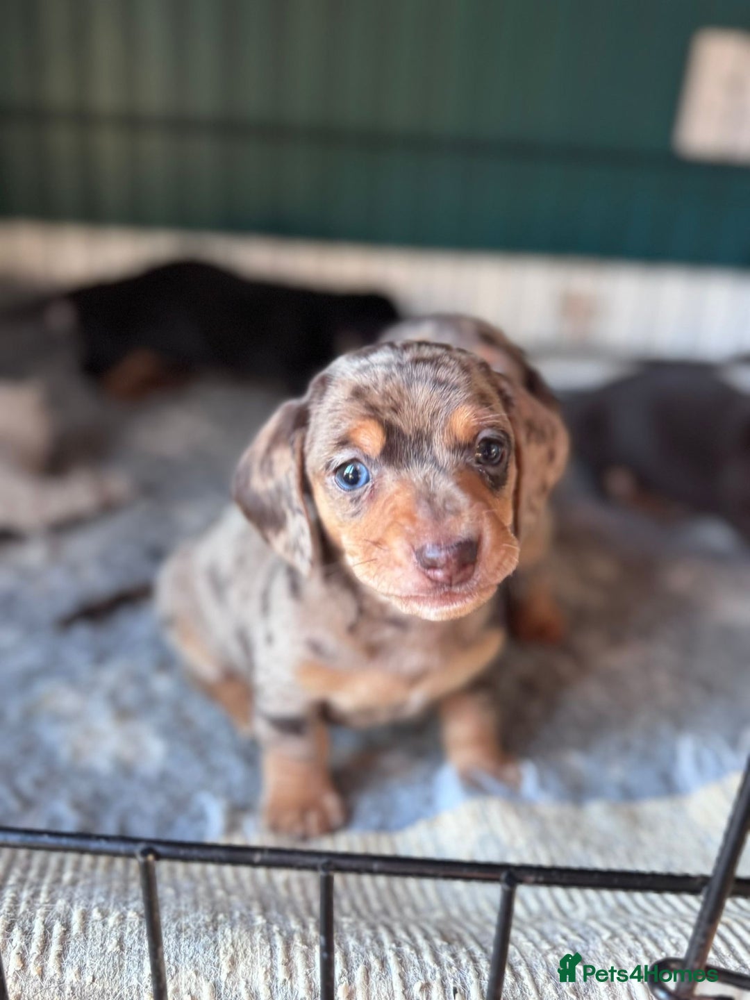 Miniature Dachshund dogs for sale: ⭐ OUTSTANDING MINI DACSHUND PUPS ⭐️ - Advert 1